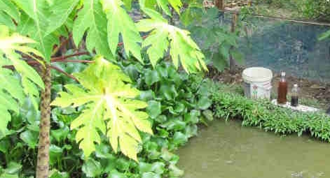 生物肥料的種類以及不同作用介紹